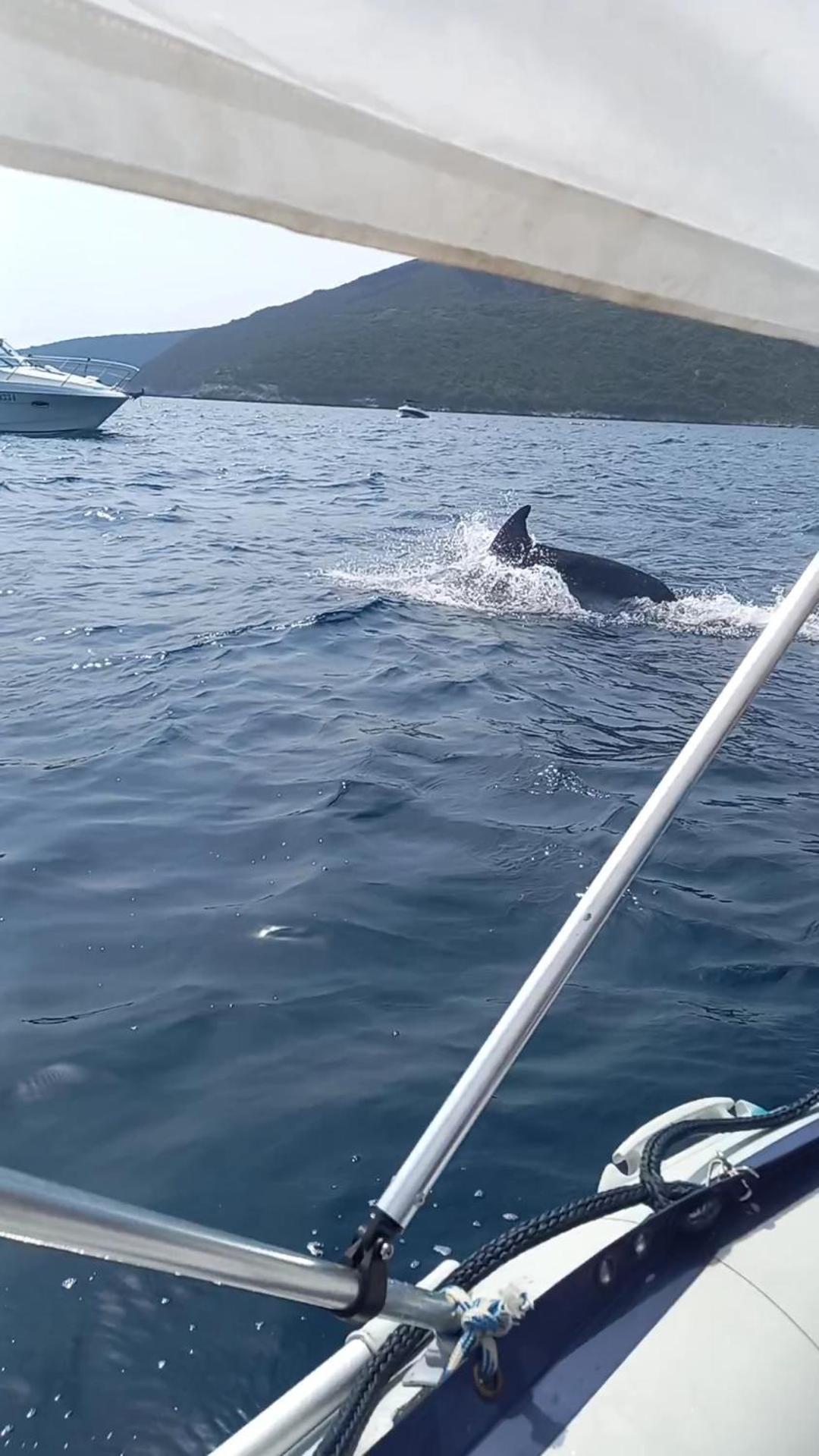 Apartmani Milena Herceg Novi Esterno foto